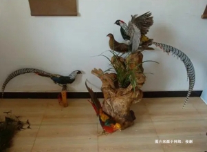 荷蘭蕉鵑生態(tài)動物標本進口報關(guān)資料到北京機場案例